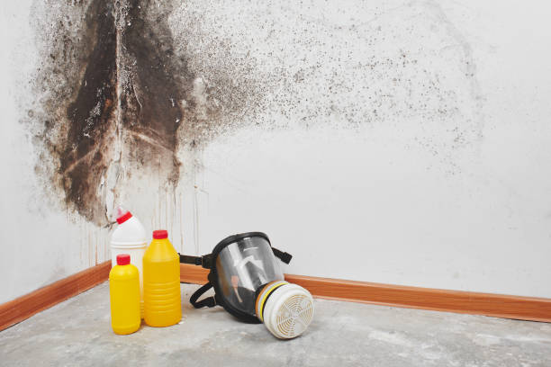 Best Mold Testing  in Paynesville, MN