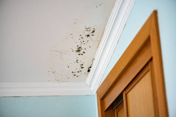 Best Mold Removal and Inspection  in Paynesville, MN