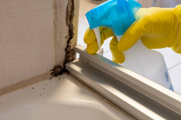 Professional Mold Removal in Paynesville, MN