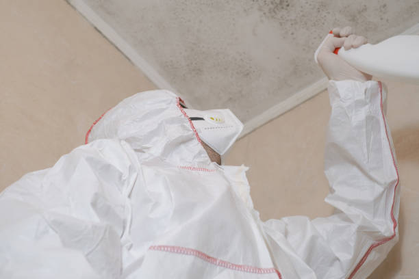Mold Removal Process in Paynesville, MN