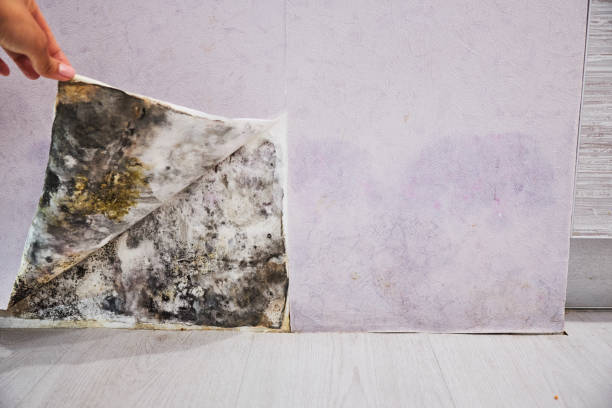 Best Mold Cleaning Services  in Paynesville, MN